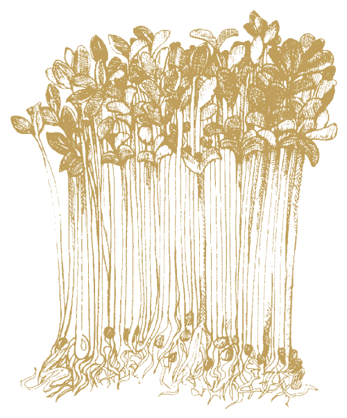 Afalfaspirer