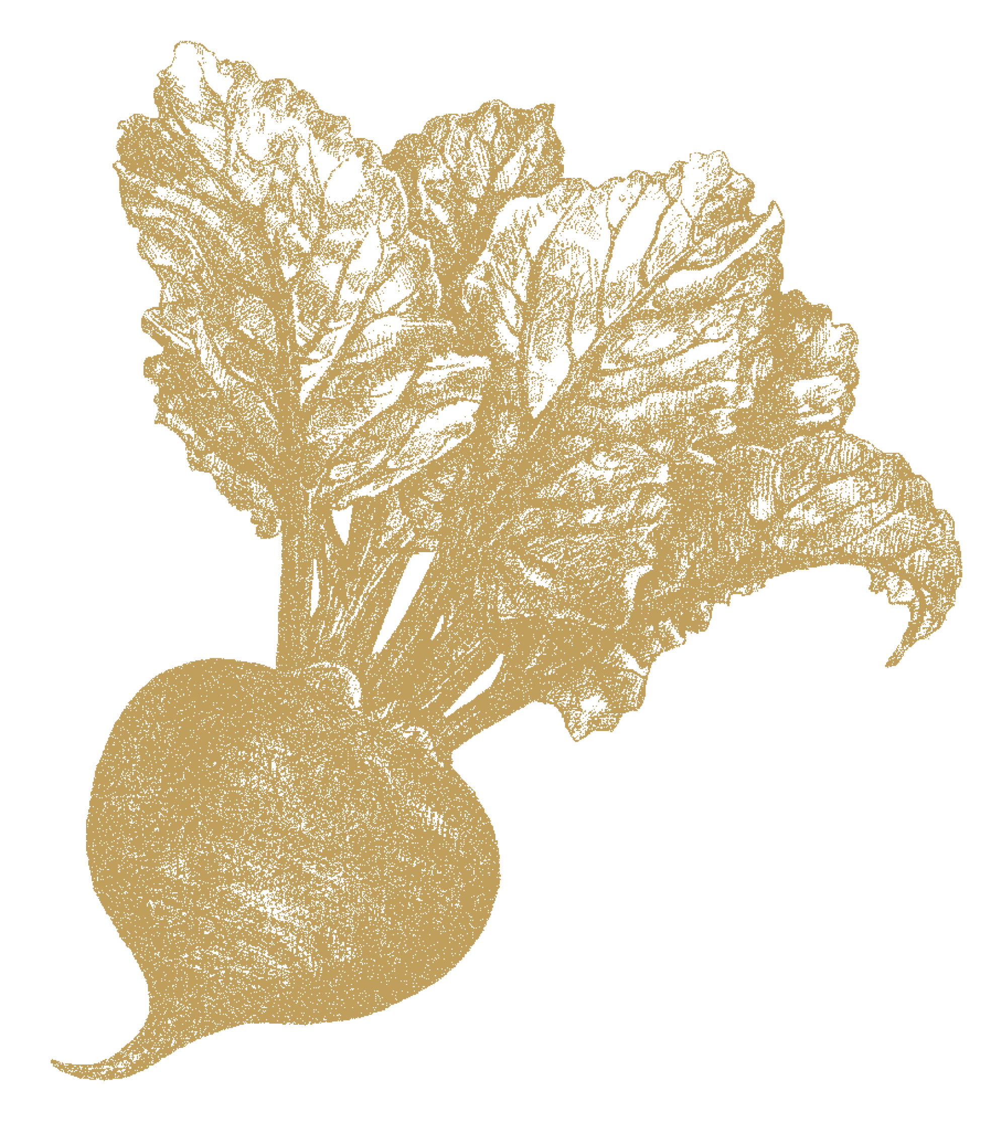 Rødbete