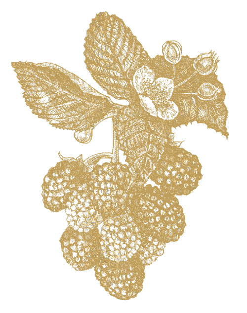 Morbær