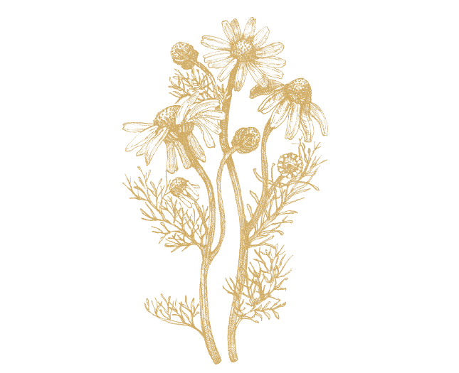 Chamomille