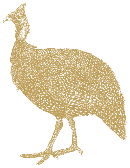 Wild Guinea Fowl