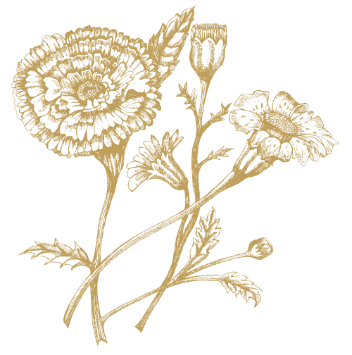 Fløyelsblomst