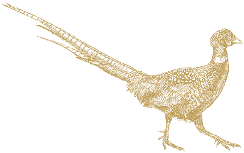 Wild Pheasant