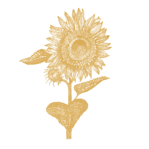 Solsikkeolje