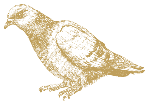 Wild Pigeon