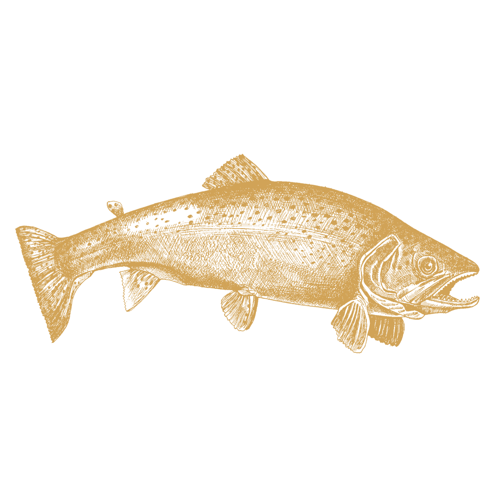 Ørret