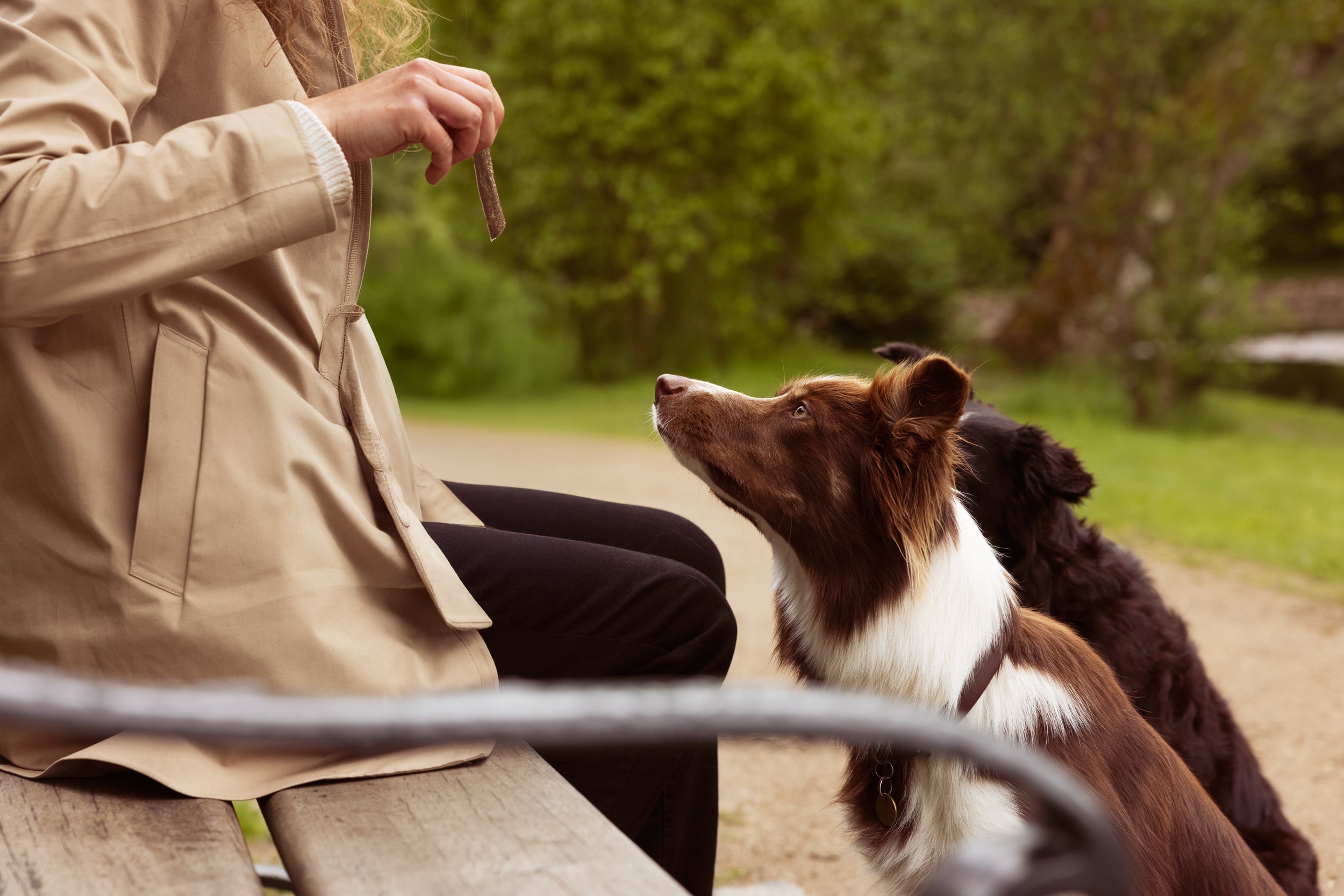 Let your dog thrive on the best
