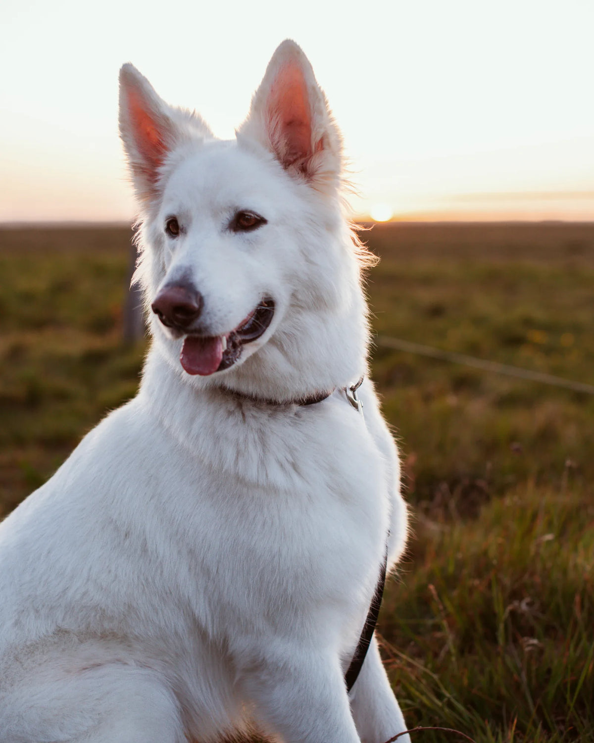 What do fleas look like on dogs?