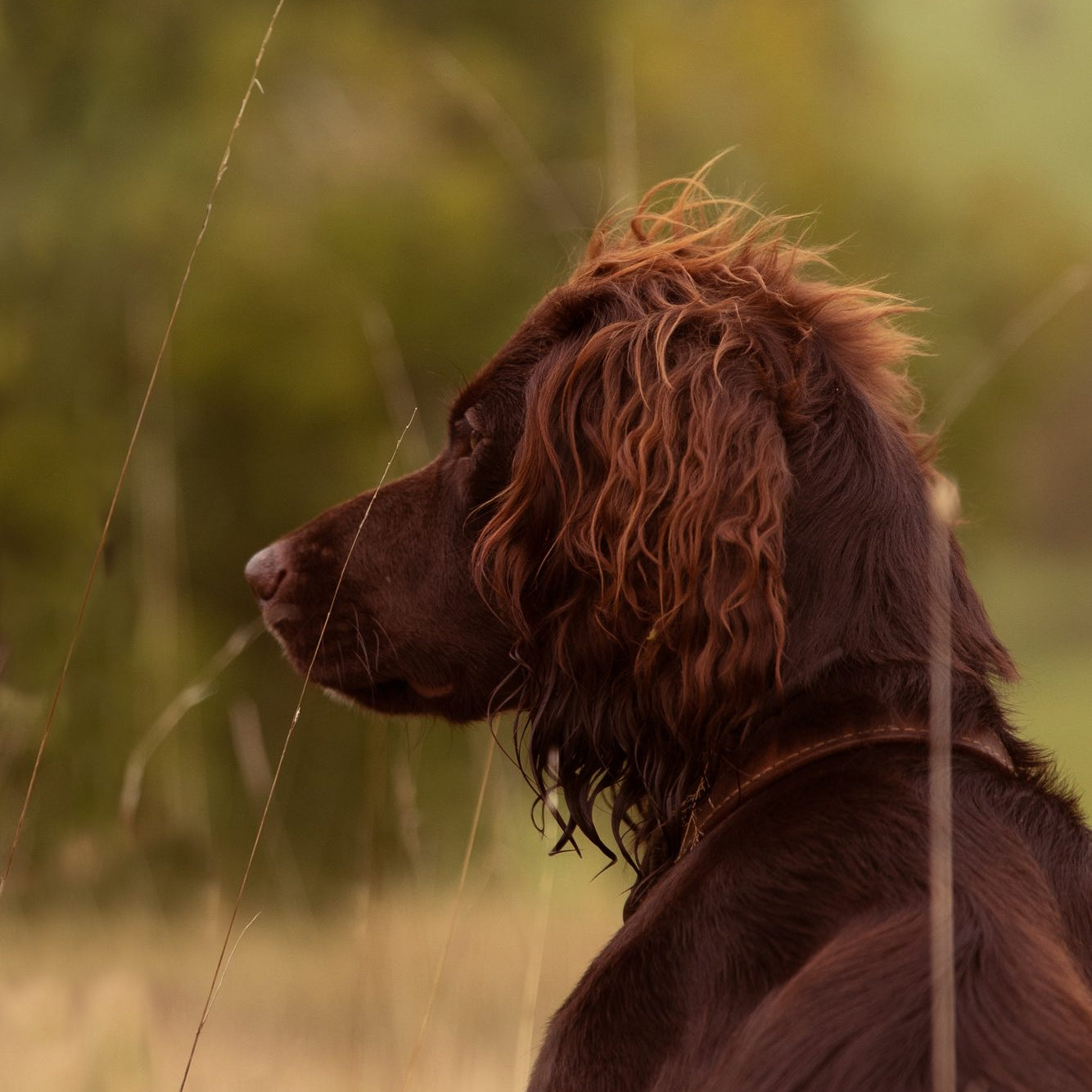 How many hours does a dog sleep?