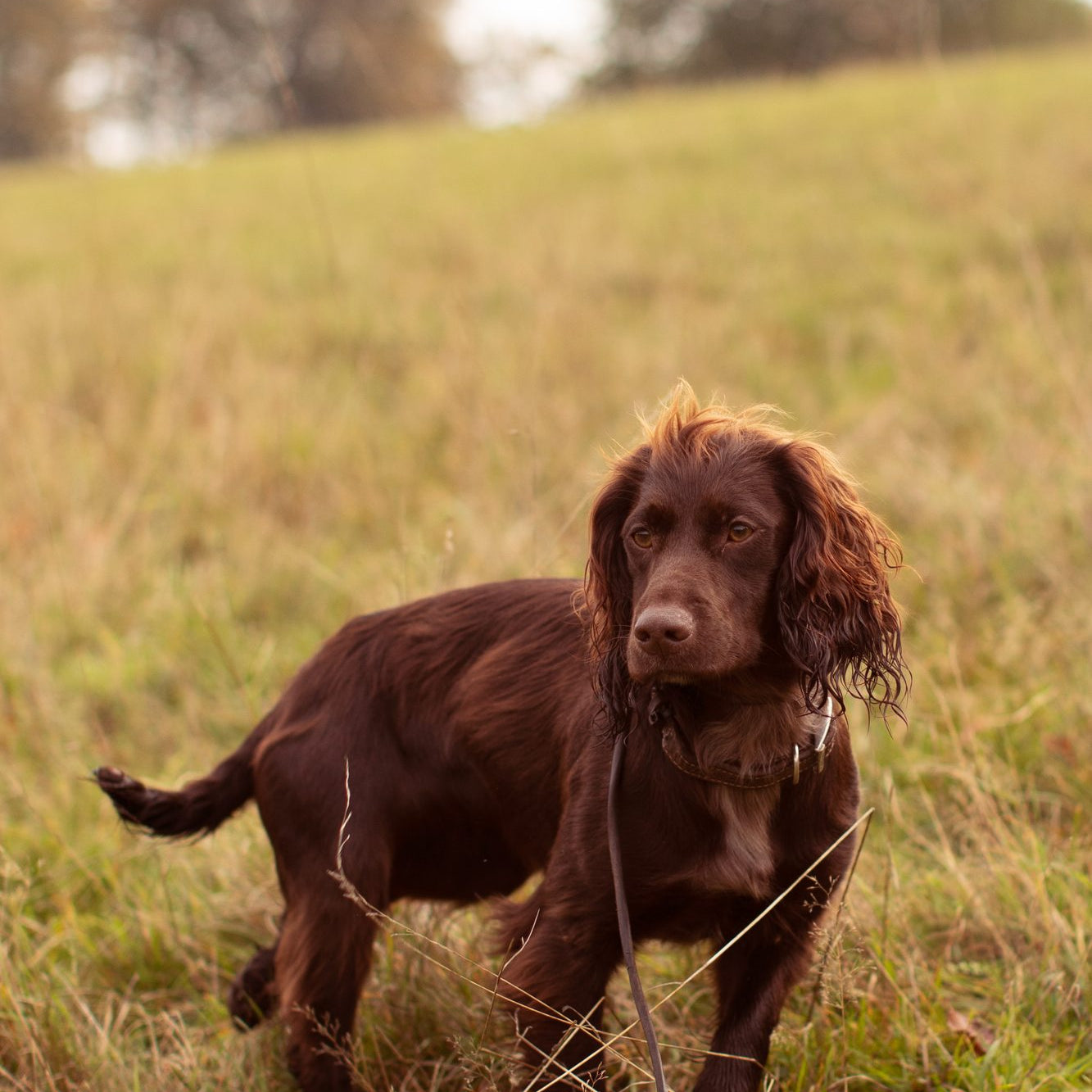 When is a dog a teenager?