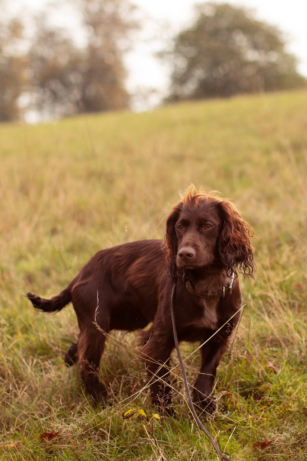 When is a dog a teenager?