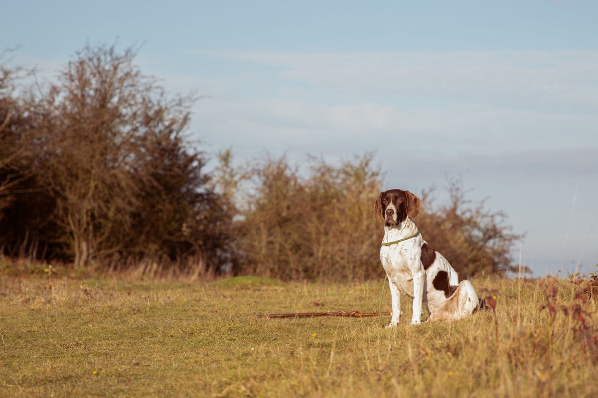 Why can't dogs tolerate chocolate?