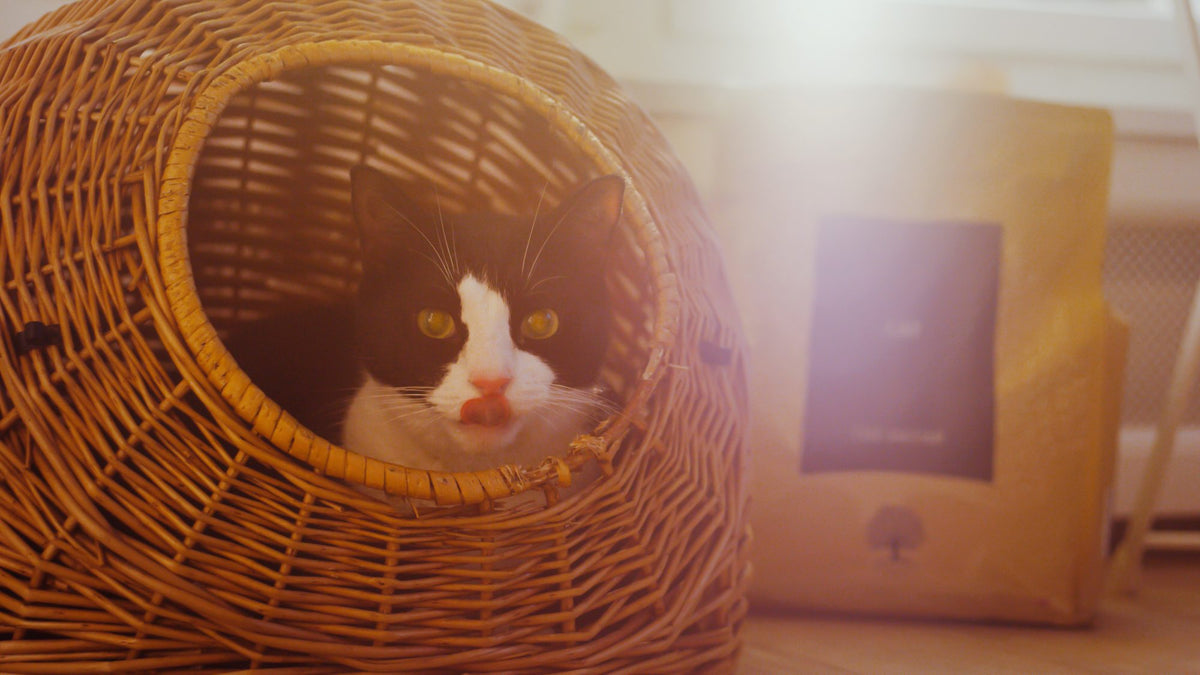 What do cats eat in the wild?