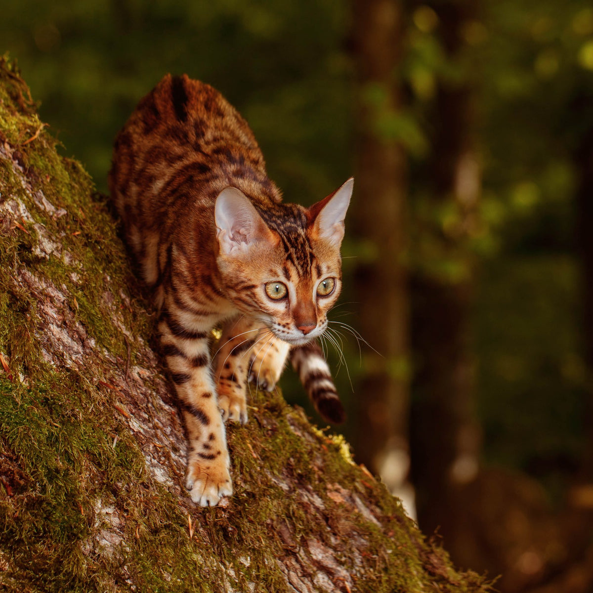 How long are cats pregnant?