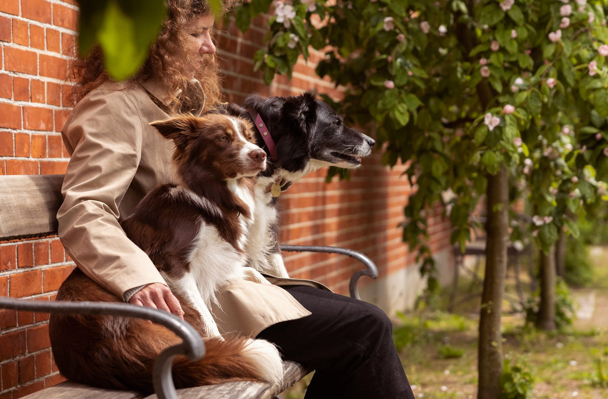 How many dogs are there in the world?
