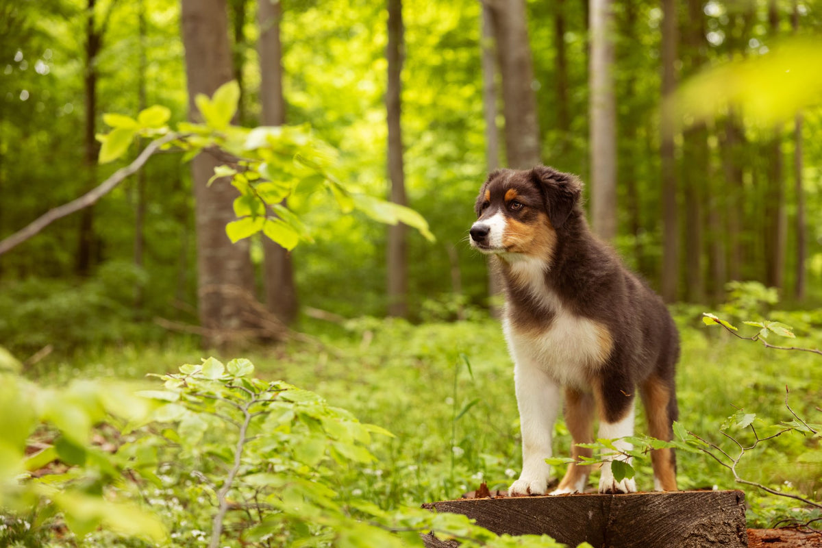 How long is a dog pregnant?