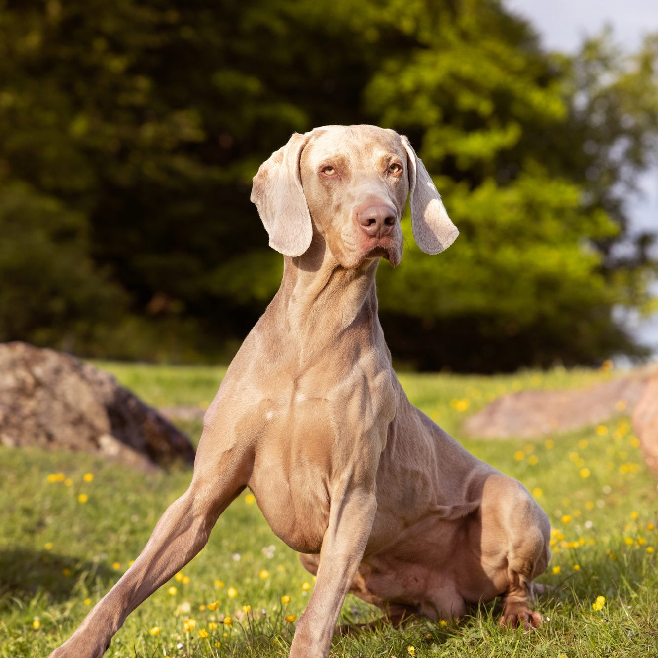 Which dogs are illegal in Denmark?