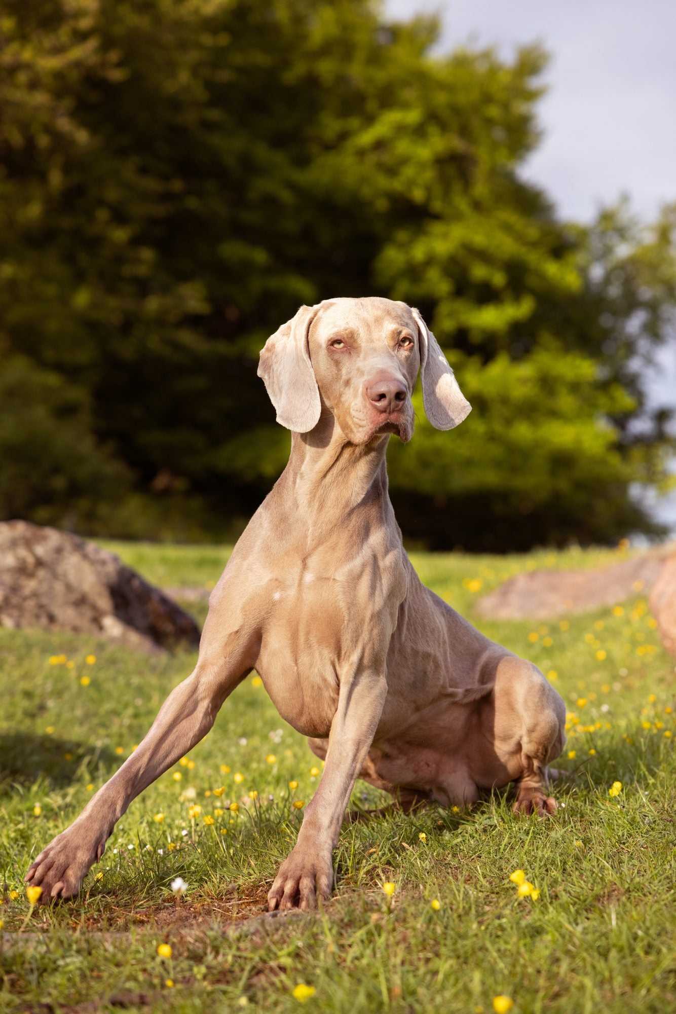 Why does my dog lie on its back?