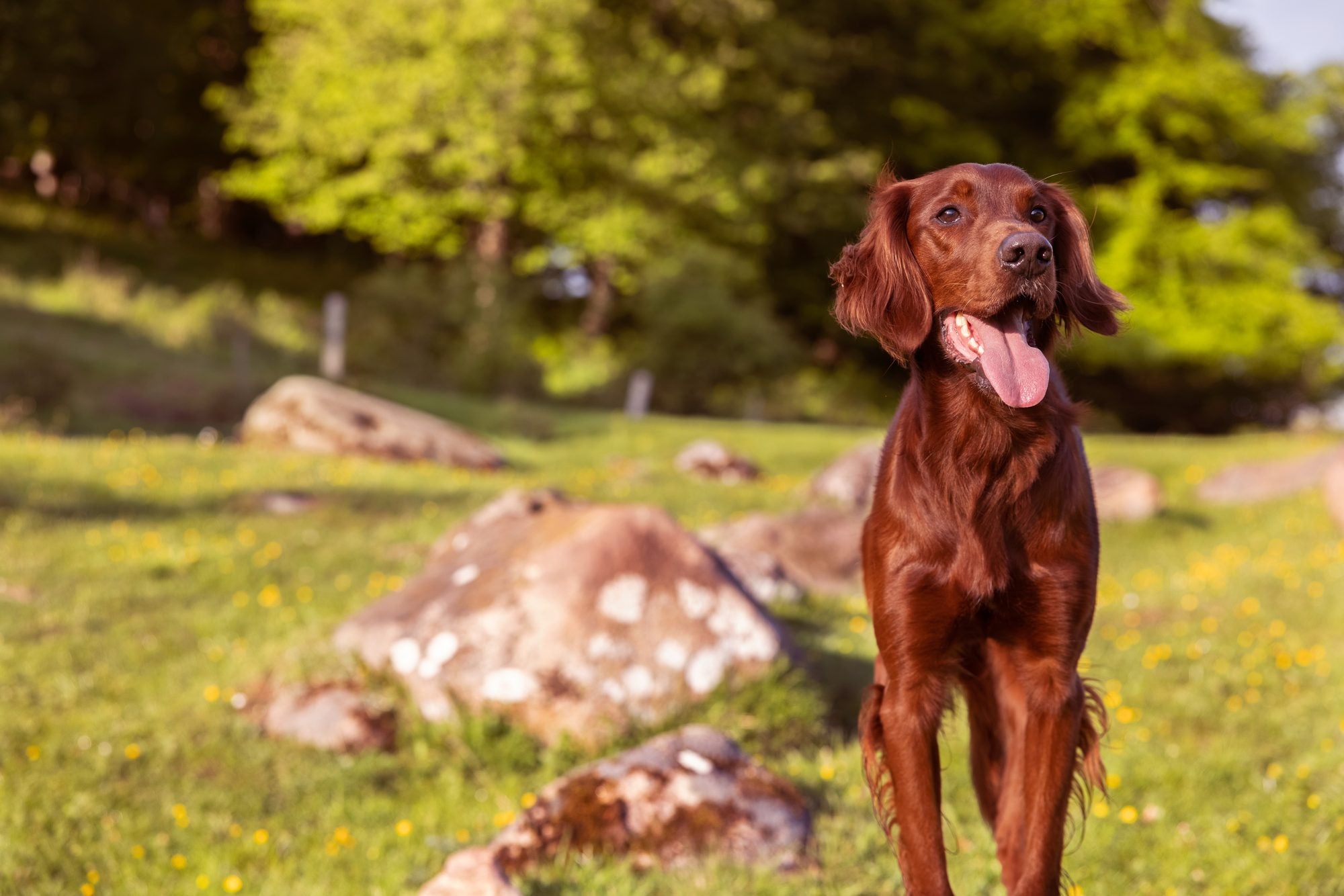 What is the best way to cool down a dog?