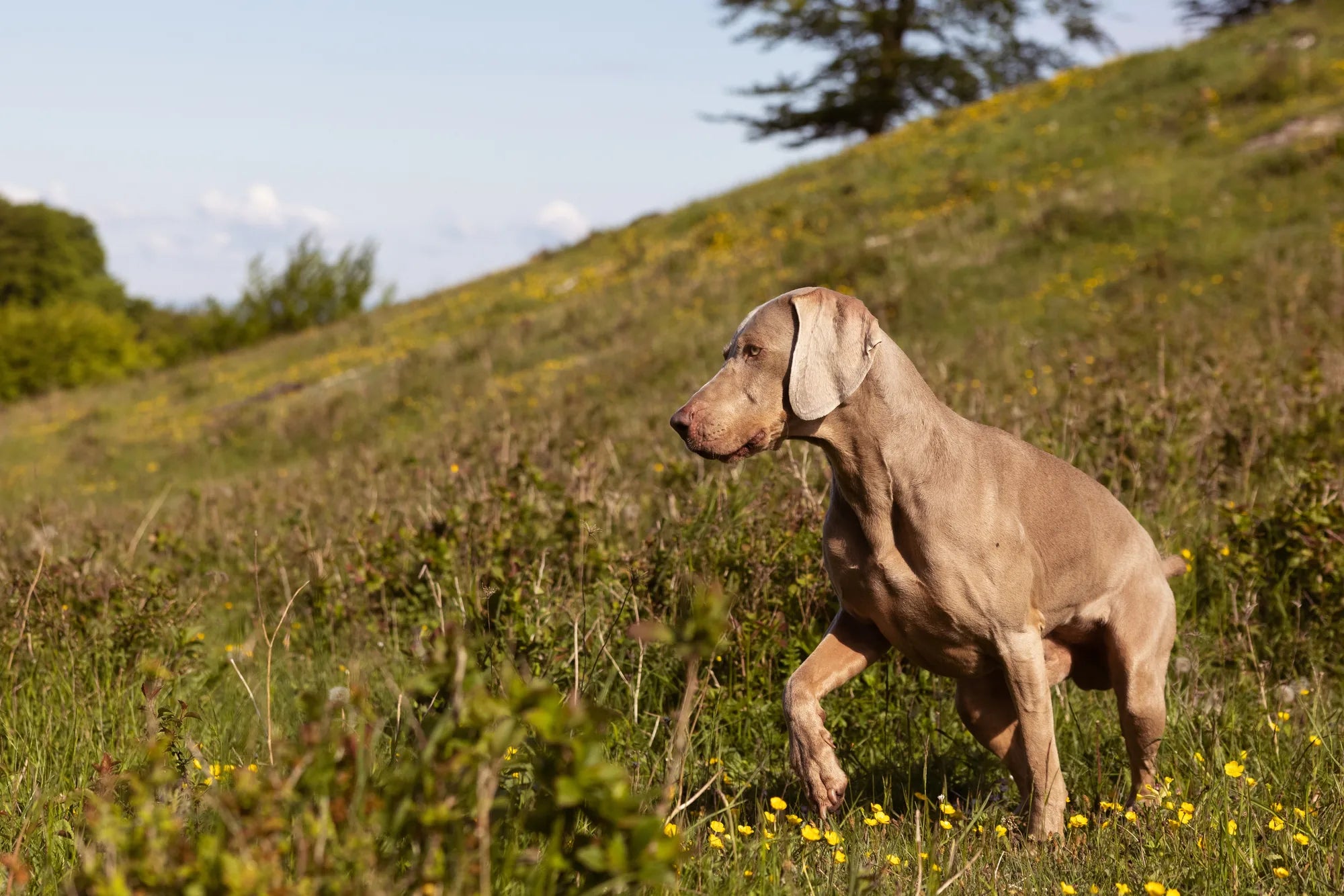What is the world's most dangerous dog?