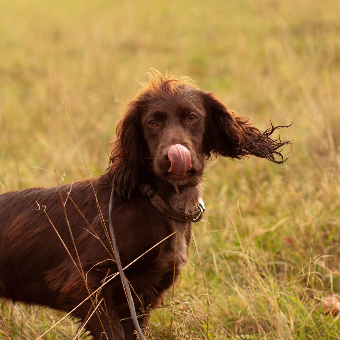 How do you train your dog to stay home alone?