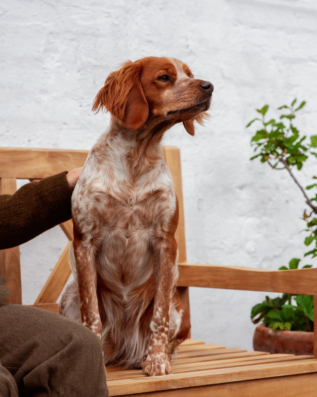 How do you groom a dog?