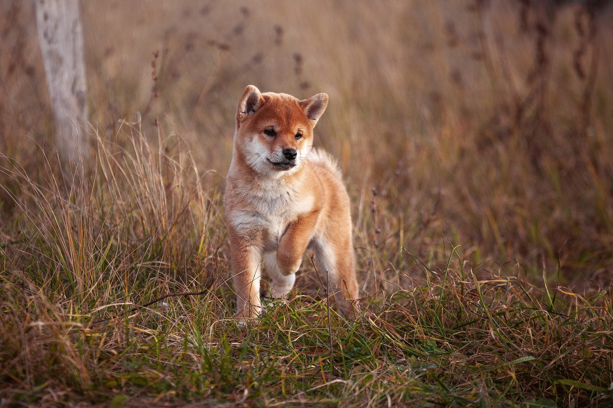 What treats can puppies have?