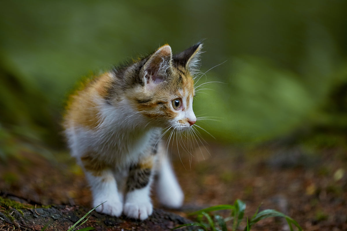 Cat food - The secret behind the perfect meal