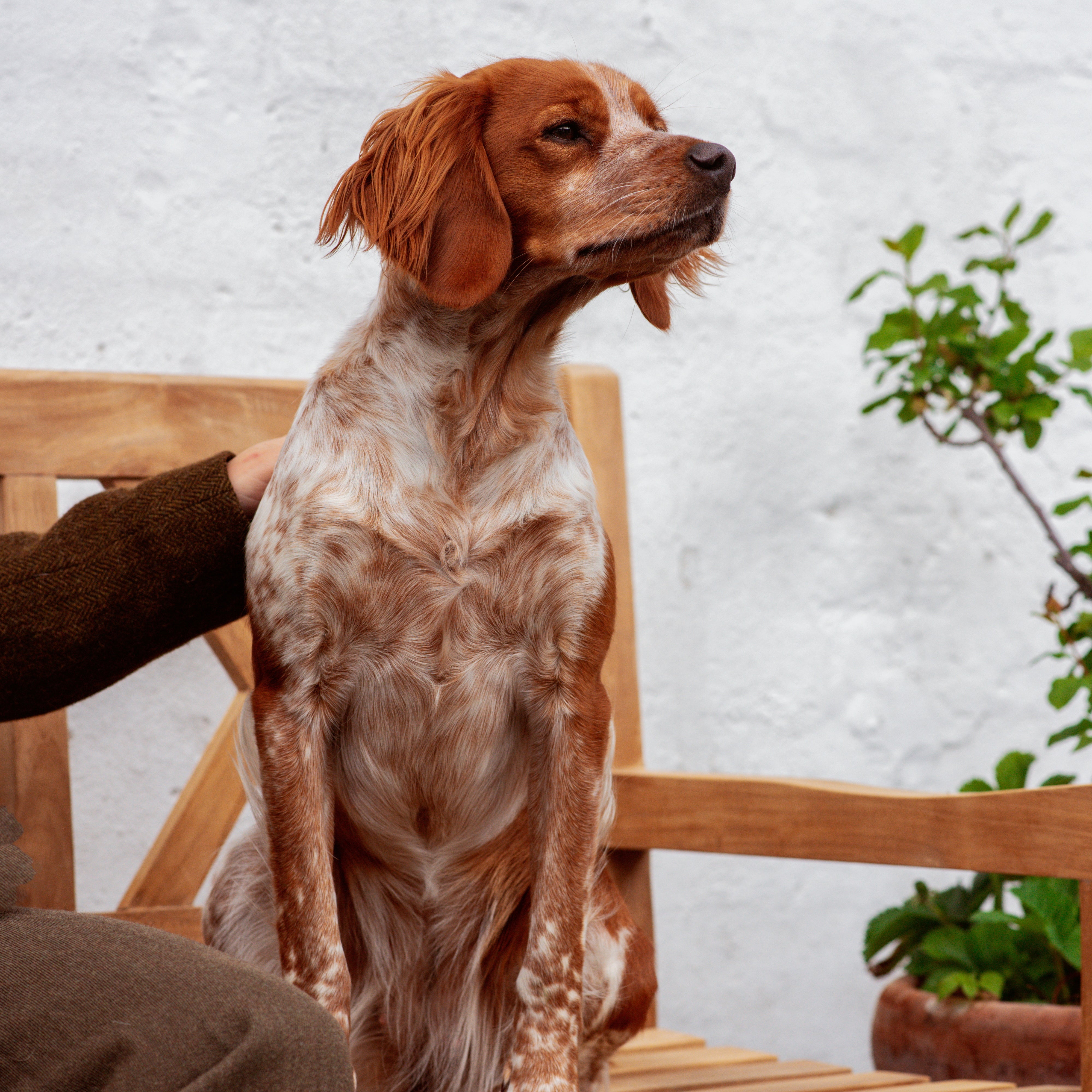 High-protein dog food