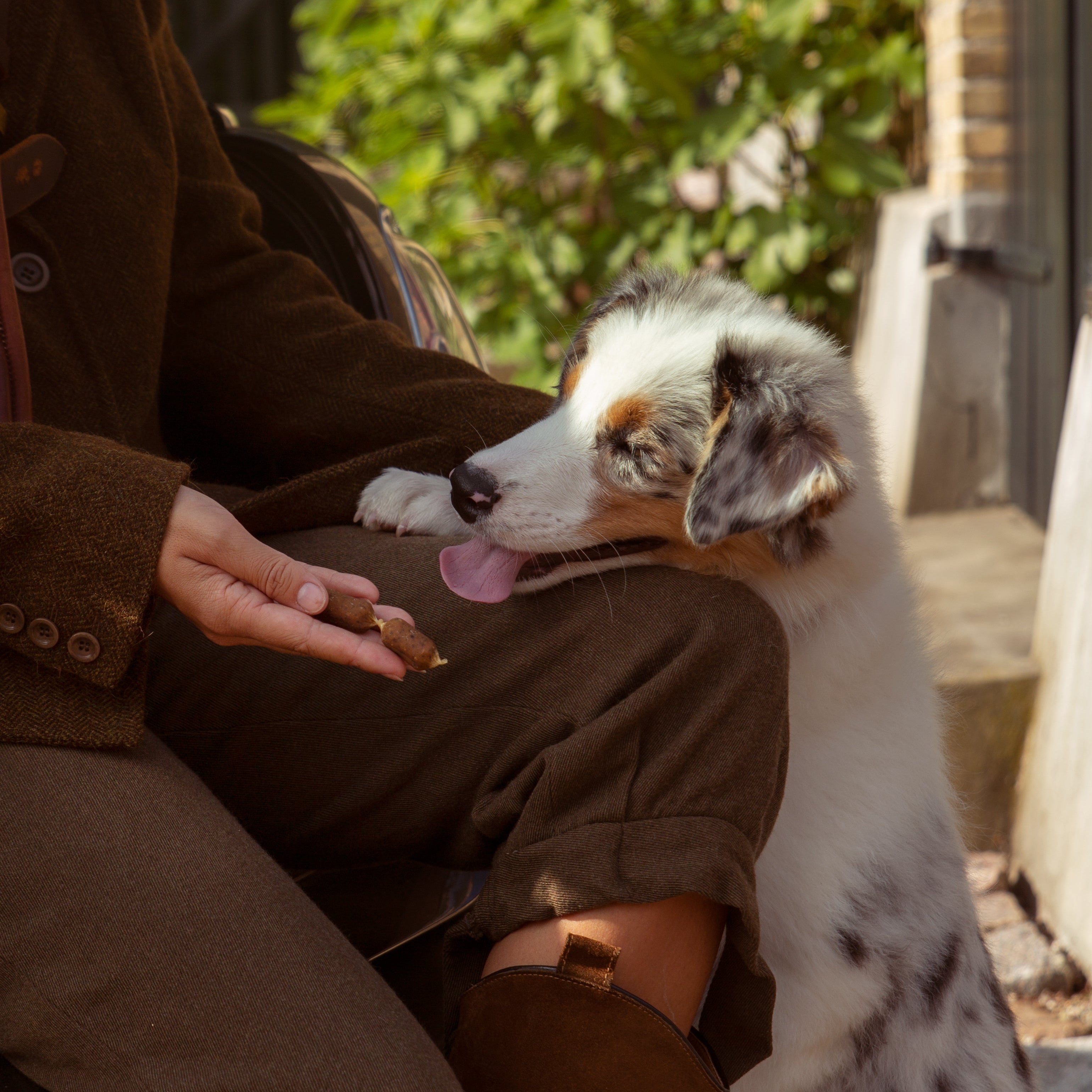 Allergy-friendly dog food