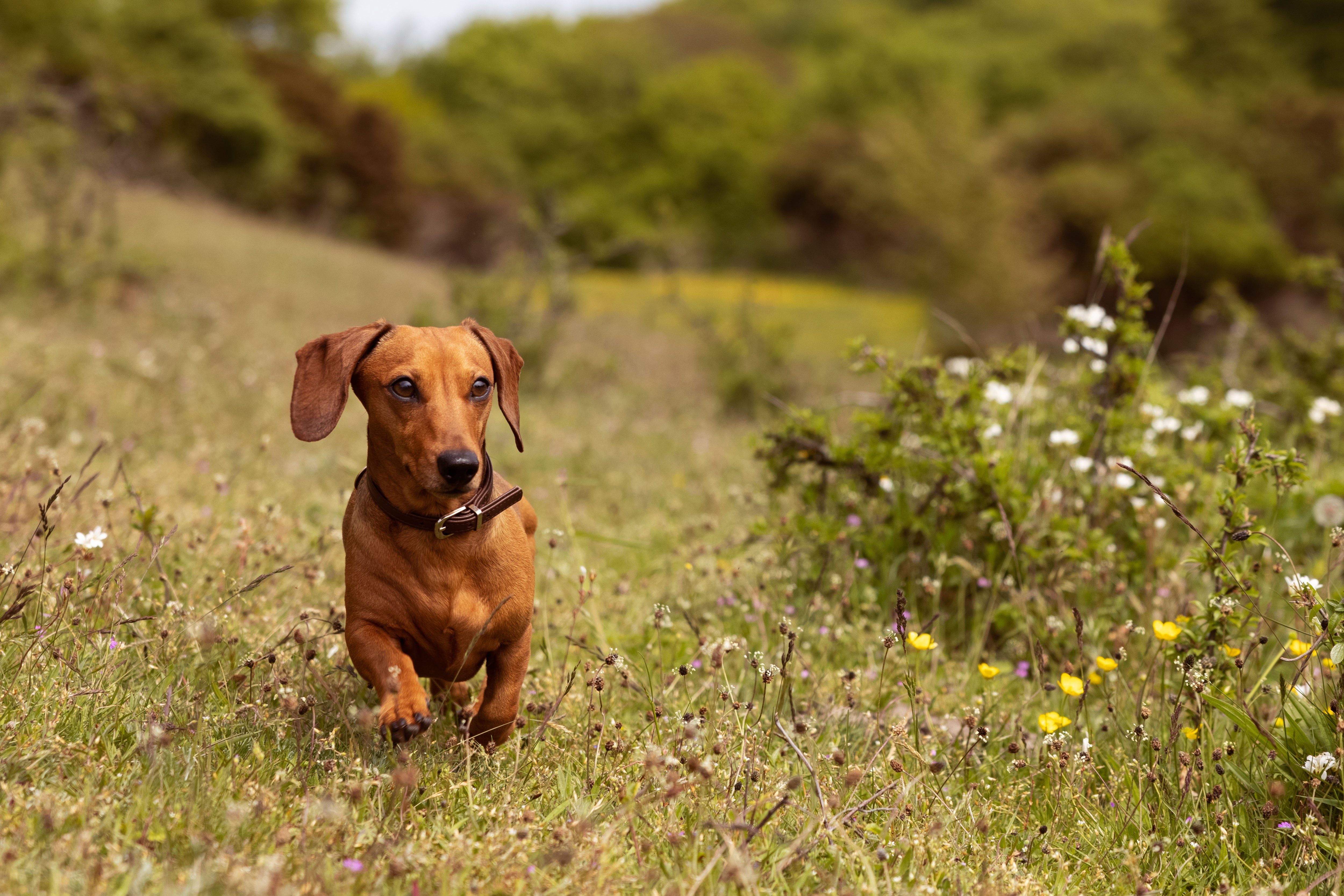 Hvalp og ejer i naturen illustrerer hvor længe en hund skal have hvalpefoder