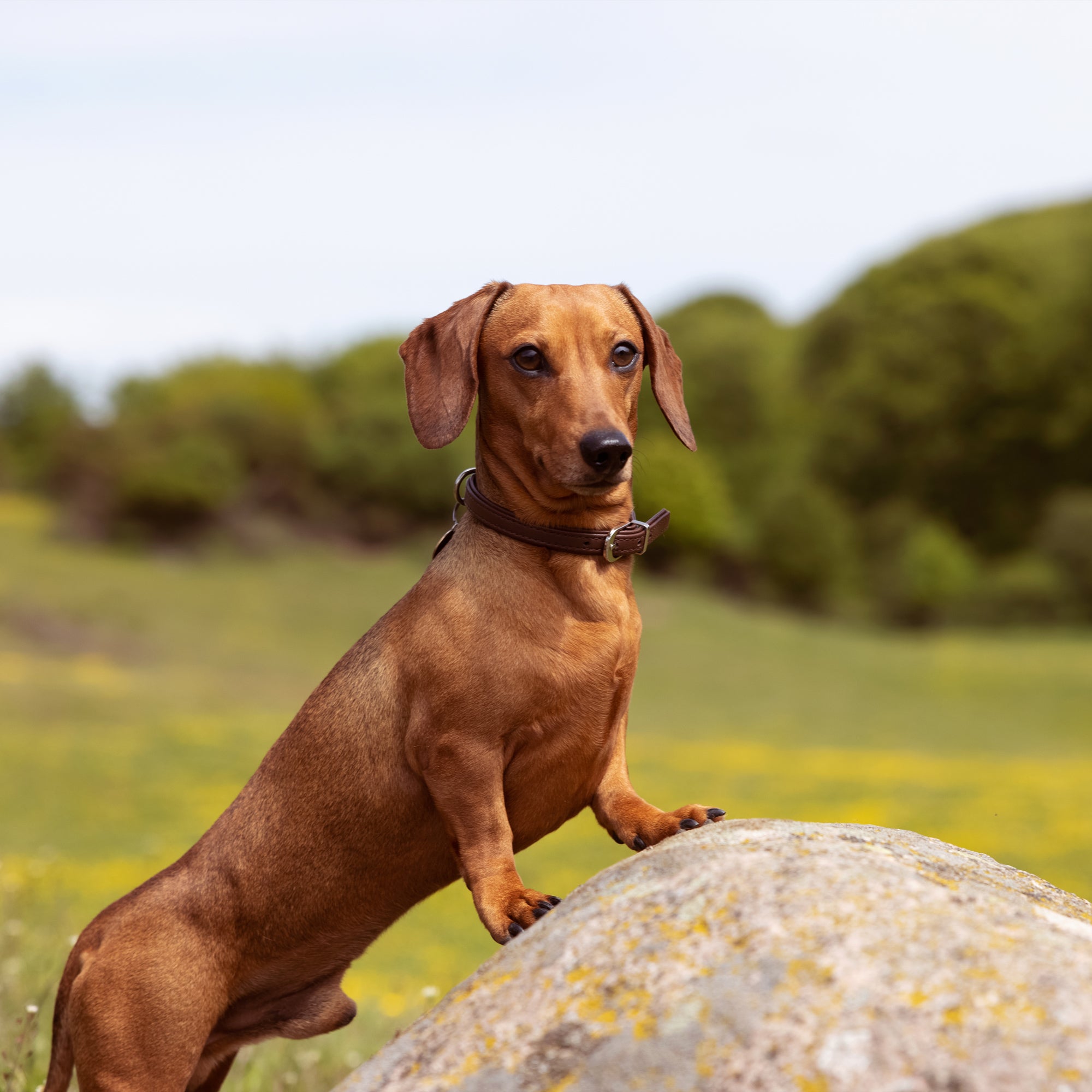 OLDER, 2,5KG