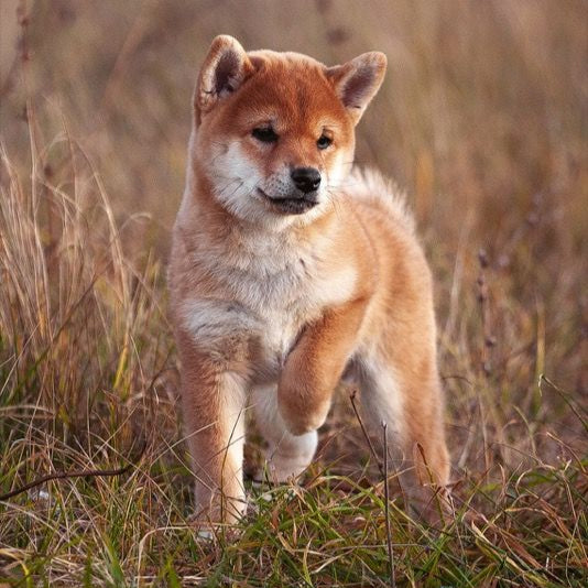 THE BEGINNING SMALL BREED, 10KG