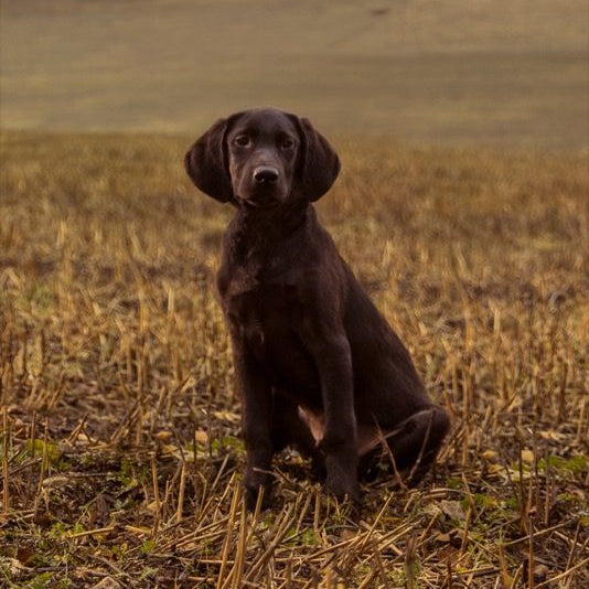 THE BEGINNING LARGE BREED, 10KG x 2