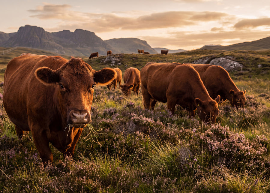 Aberdeen Angus-storfe