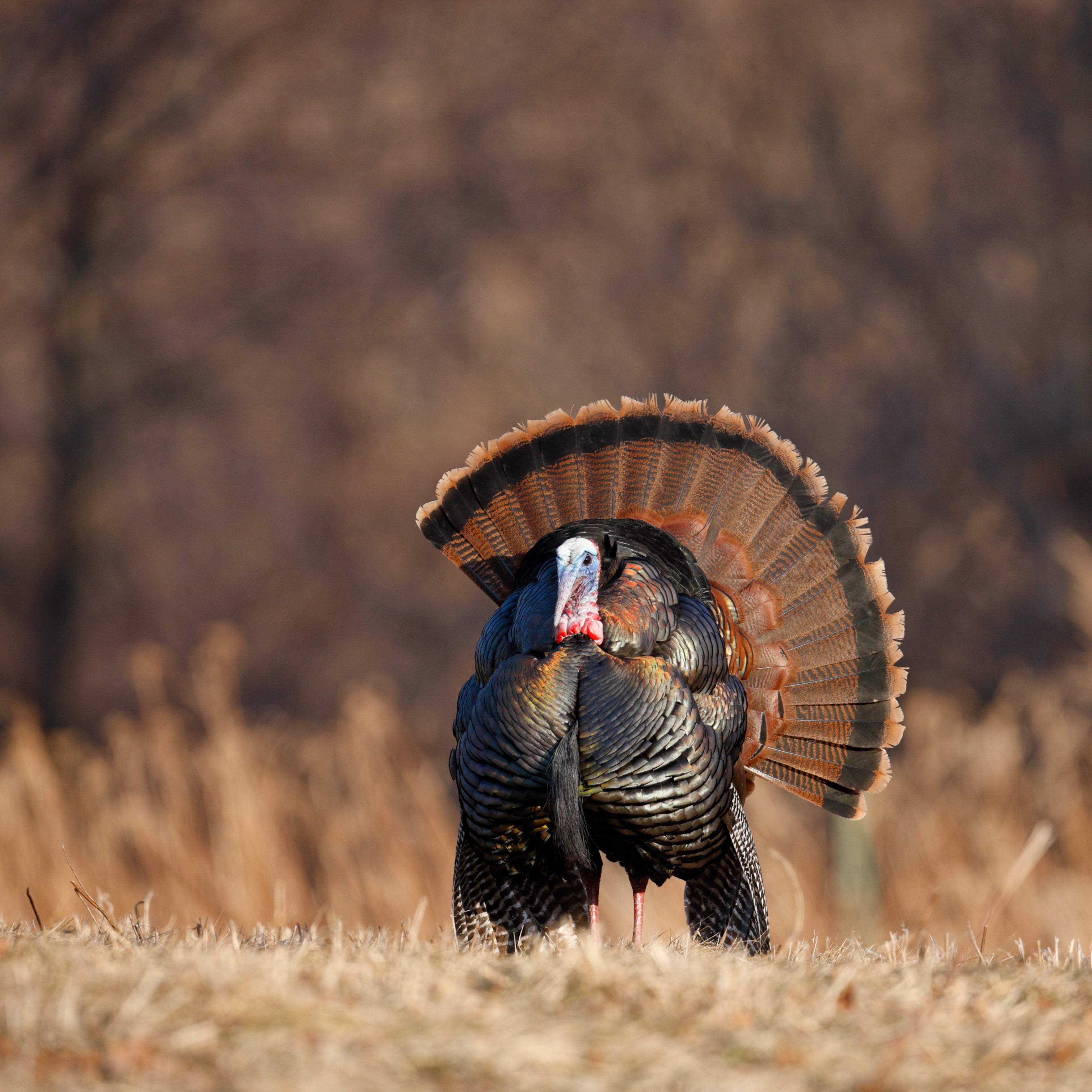 OUR FINEST BALANCE, 10KG x 2